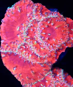Red Cherry Blastomussa Frag (Row #56:B)