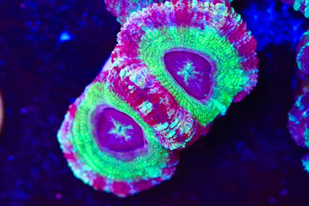 Frag Box Corals