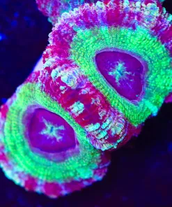 Nuclear  Purple Acan Frag (Row #57)