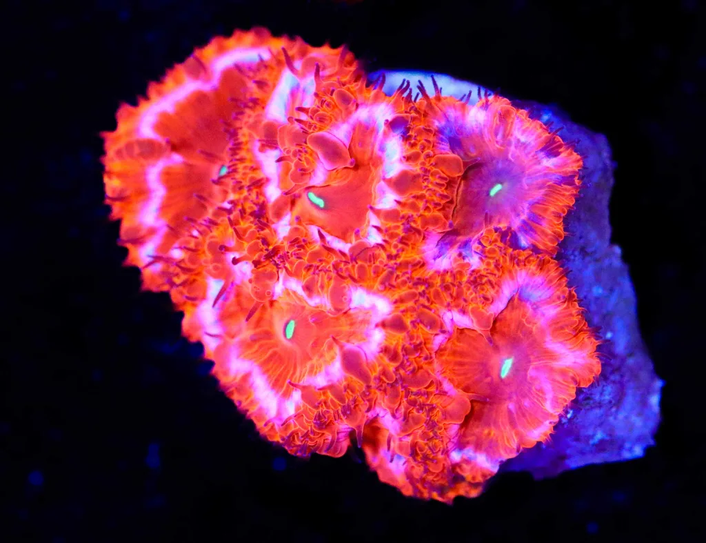Frag Box Corals