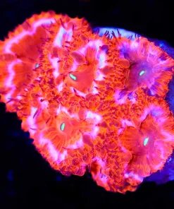 Red Prism Blastomussa Frag  (Row #58:B)