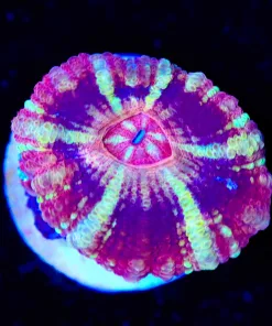 Unique Acan Frag (Row #60:B)