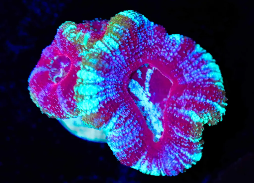 Frag Box Corals