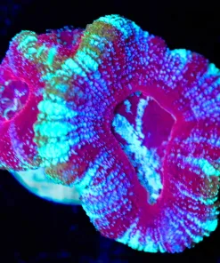 Tri Color Acan Frag (Row #61:B)