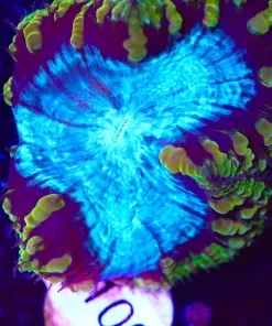 Bulbasaur Blastomussa Frag (Row #62)