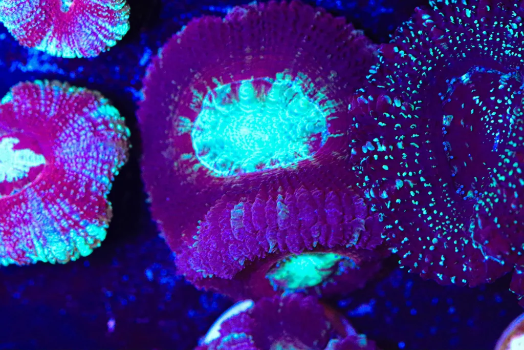 Frag Box Corals