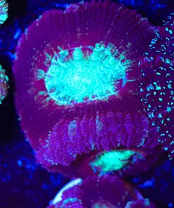 Purple Grape Acan Frag (Row #62:B)