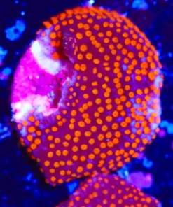 Orange Polyp Purple Montipora Frag (Row #6:B)