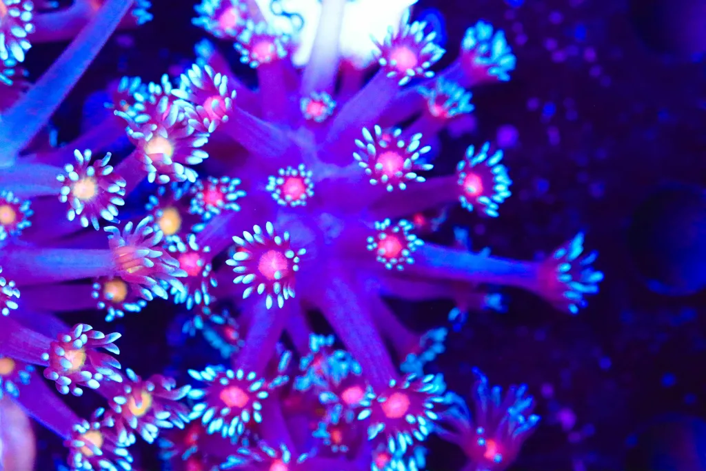 Frag Box Corals