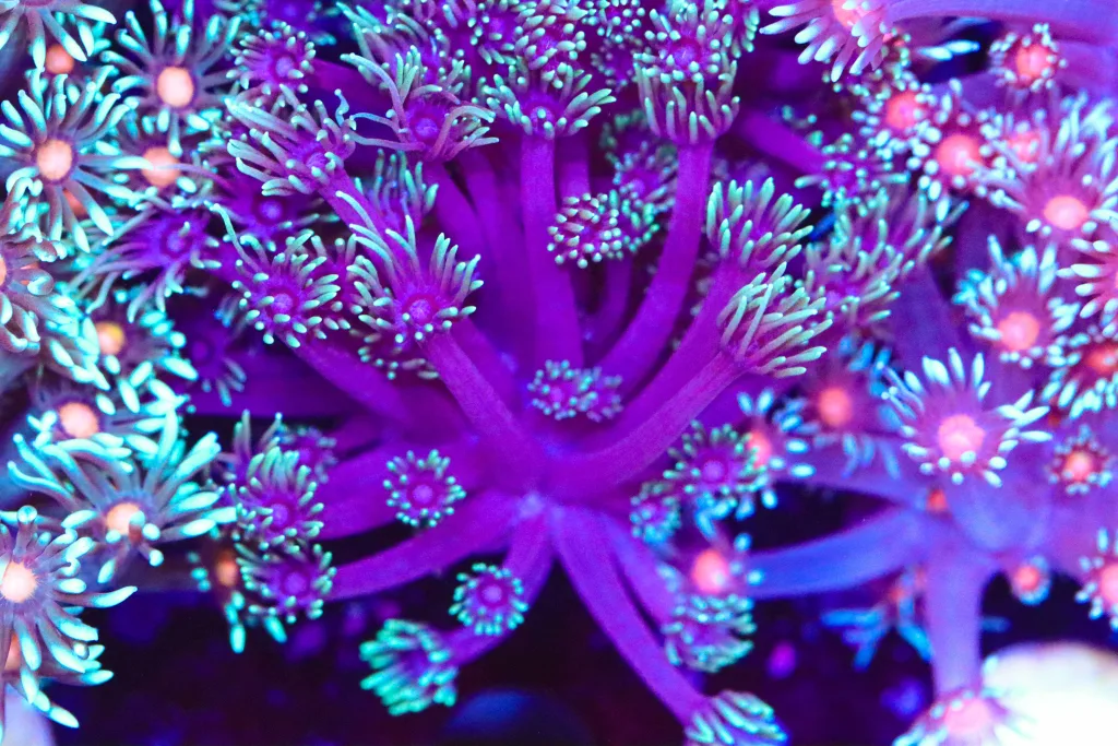 Frag Box Corals