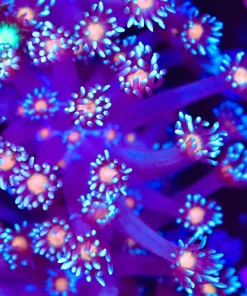 Blue Zeus Flowerpot Coral Frag  (Row #68:B) *FREE TLF Gonipora Food With Purchase*