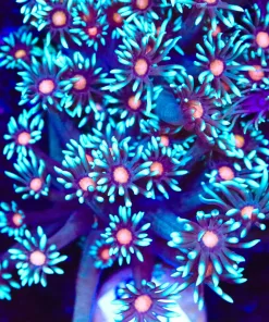 Thanos Goniopora Frag (Row #69)