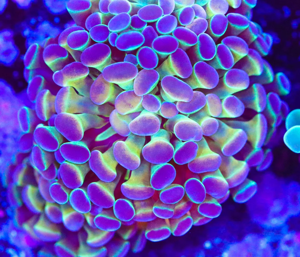 Frag Box Corals