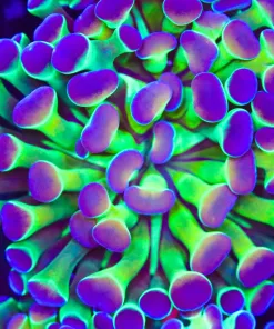 Hologram Hammer Frag (Row #78)