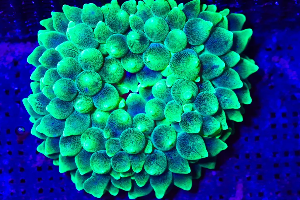 Frag Box Corals