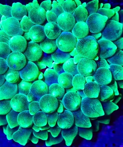 Wyswiyg Super Green Bubble Tip Anemone
