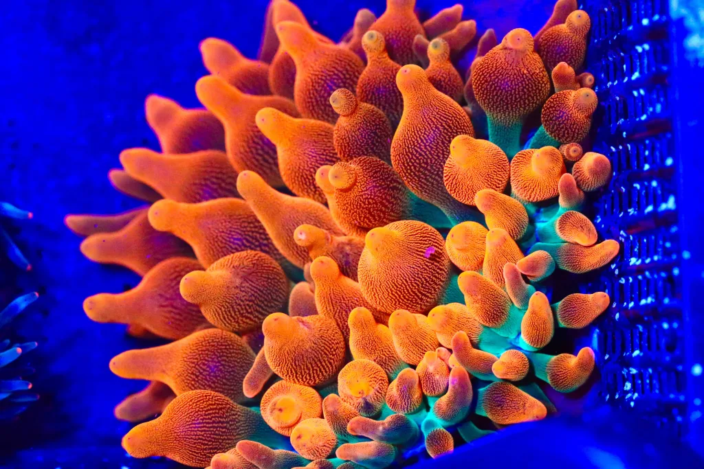 Frag Box Corals