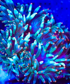 Wysiwyg Unique Orange Tip Anemone