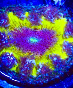 Wysiwyg Rock Flower Anemone #1