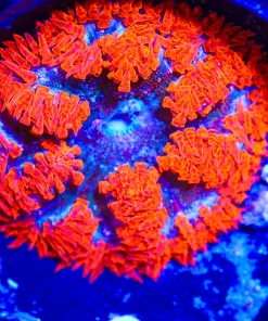 Wysiwyg Rock Flower Anemone 2