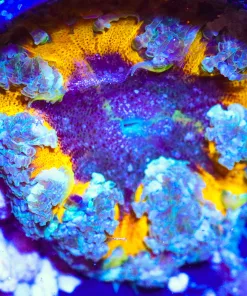 Wysiwyg Rock Flower Anemone #3