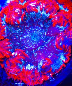 Wysiwyg Rock Flower Anemone #5