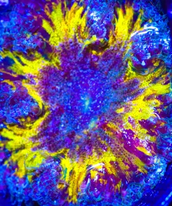 Wysiwyg Rock Flower Anemone #6