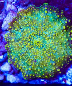 Wysiwyg Yellow Interstellar Mushroom