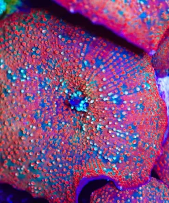 Birthday Cake Mushroom Frag (Row #89:B)