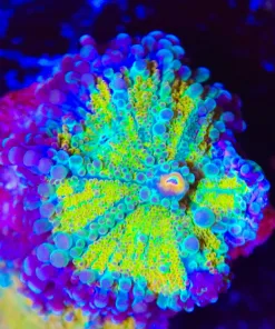 Golden Ricordea Yuma Frag (Row #90:B)