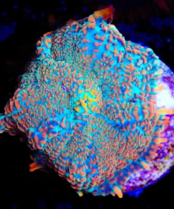 Starfox Mushroom Frag (Row #92:B)