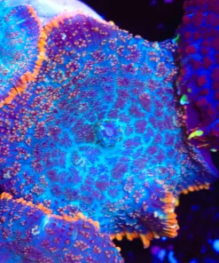 Orange Rim Blue Mushroom (Row #97)