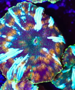 Frosted Green Lighting Mushroom Coral Frag (Row #97:B)