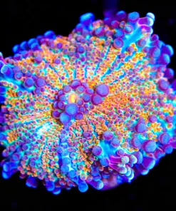 Rainbow Ricordea Yuma Coral (Row #99)