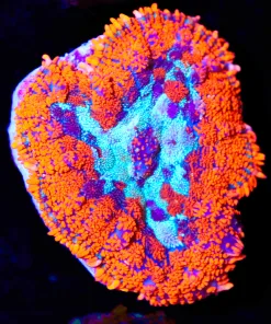 Volcanic Frost Mushroom Coral Frag  (Row #64)