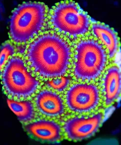 Wysiwyg Watermelon Zoanthid Frag  [F51]