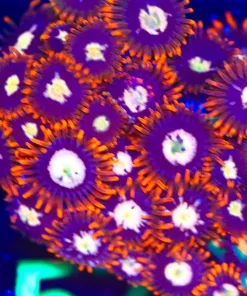 Wysiwyg Huge Fire Storm Zoanthid Frag [F57]