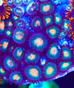 Wysiwyg Zoanthid Frag  [F58]