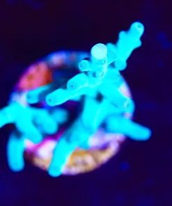 Wysiwyg ORA Hawkins Enchinata Acropora Frag  [F211]