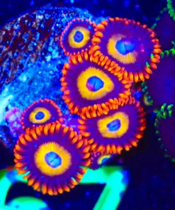 Wysiwyg 5x Blue Eyed Blonde Zoanthid Frag [F67]