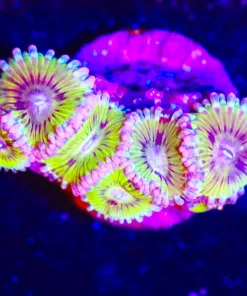 Wysiwyg Golden Chiquita Zoanthid Frag x 6 [F47]