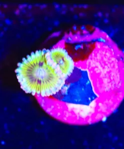 Wysiwy Yellow Zoanthid Frag [F48]