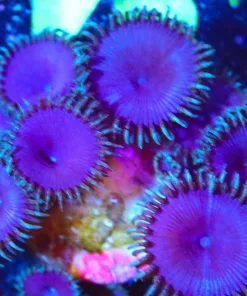 Wysiwyg  Purple Death Zoas Lots Of Heads [F94]