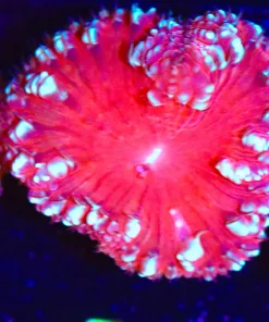 Wysiwyg  Cherry Pie Blastomussa Frag [F44]