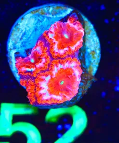 Wysiwyg Small Blastmoussa Frag [F52]