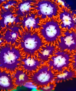 Wysiwyg Massive Fire Storm Zoanthid Frag [F59]