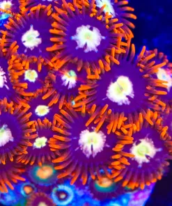 Wysiwyg Massive Fire Storm Zoanthid Frag  [F60]