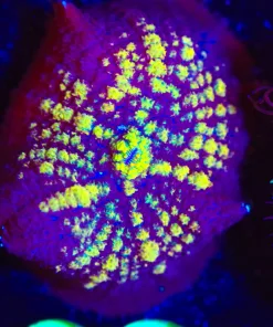 Wysiwyg Golden Stripped Mushroom [F38]