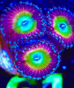 Wysiwyg Raptor Rainbow Zoanthid  Frag [F61]