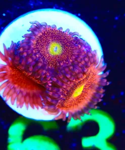 Wysiwyg 3x Chong Bong Zoanthid Coral Frag  [F63]